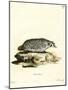 American Badger-null-Mounted Giclee Print