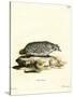 American Badger-null-Stretched Canvas