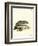 American Badger-null-Framed Giclee Print