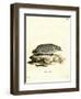 American Badger-null-Framed Giclee Print