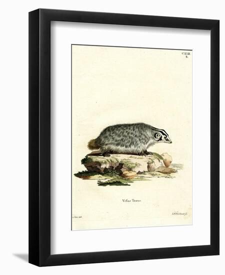 American Badger-null-Framed Giclee Print