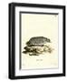 American Badger-null-Framed Giclee Print