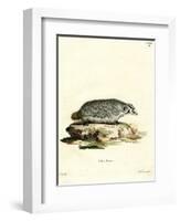 American Badger-null-Framed Giclee Print