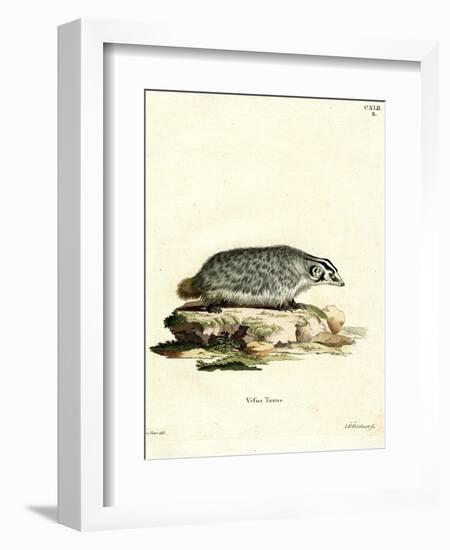 American Badger-null-Framed Giclee Print