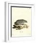 American Badger-null-Framed Giclee Print