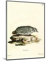 American Badger-null-Mounted Giclee Print