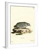 American Badger-null-Framed Giclee Print