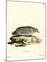 American Badger-null-Mounted Giclee Print