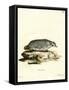 American Badger-null-Framed Stretched Canvas