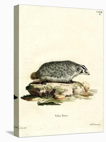 American Badger-null-Stretched Canvas