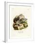 American Badger-null-Framed Giclee Print