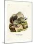 American Badger-null-Mounted Giclee Print