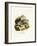 American Badger-null-Framed Giclee Print