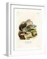 American Badger-null-Framed Giclee Print