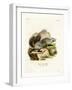 American Badger-null-Framed Giclee Print