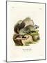 American Badger-null-Mounted Giclee Print