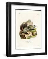 American Badger-null-Framed Premium Giclee Print