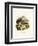 American Badger-null-Framed Premium Giclee Print