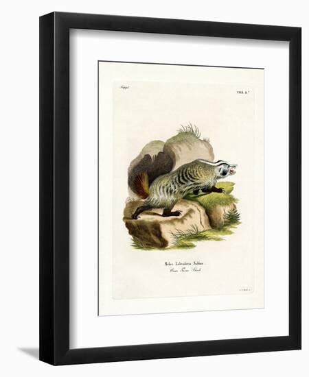 American Badger-null-Framed Premium Giclee Print