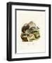 American Badger-null-Framed Premium Giclee Print