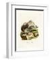 American Badger-null-Framed Premium Giclee Print