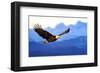 American Bald Eagle Alaska-null-Framed Art Print