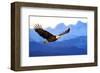American Bald Eagle Alaska-null-Framed Art Print