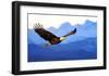 American Bald Eagle Alaska-null-Framed Art Print