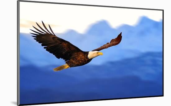 American Bald Eagle Alaska-null-Mounted Art Print