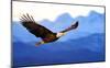 American Bald Eagle Alaska-null-Mounted Art Print