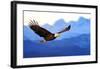 American Bald Eagle Alaska-null-Framed Art Print