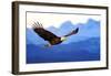 American Bald Eagle Alaska-null-Framed Art Print