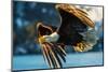 American Bald Eagle Catching a Fish in Alaskan Waters-FloridaStock-Mounted Photographic Print