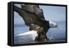 American Bald Eagle Fishing-null-Framed Stretched Canvas