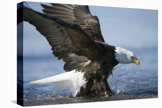 American Bald Eagle Fishing-null-Stretched Canvas