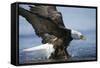 American Bald Eagle Fishing-null-Framed Stretched Canvas