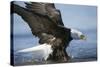 American Bald Eagle Fishing-null-Stretched Canvas