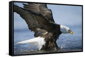 American Bald Eagle Fishing-null-Framed Stretched Canvas