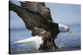 American Bald Eagle Fishing-null-Stretched Canvas