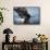 American Bald Eagle Fishing-null-Framed Stretched Canvas displayed on a wall