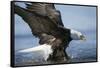 American Bald Eagle Fishing-null-Framed Stretched Canvas