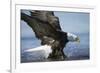 American Bald Eagle Fishing-null-Framed Photographic Print