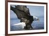 American Bald Eagle Fishing-null-Framed Photographic Print