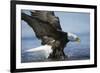 American Bald Eagle Fishing-null-Framed Photographic Print