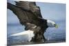 American Bald Eagle Fishing-null-Mounted Photographic Print