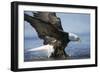 American Bald Eagle Fishing-null-Framed Photographic Print