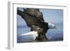 American Bald Eagle Fishing-null-Framed Photographic Print