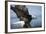 American Bald Eagle Fishing-null-Framed Photographic Print