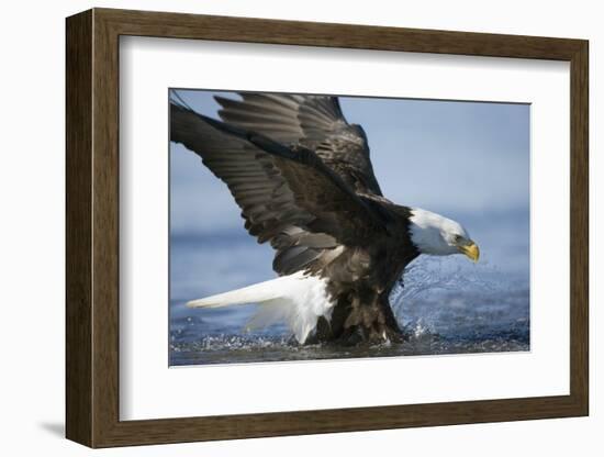 American Bald Eagle Fishing-null-Framed Photographic Print