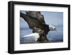 American Bald Eagle Fishing-null-Framed Photographic Print